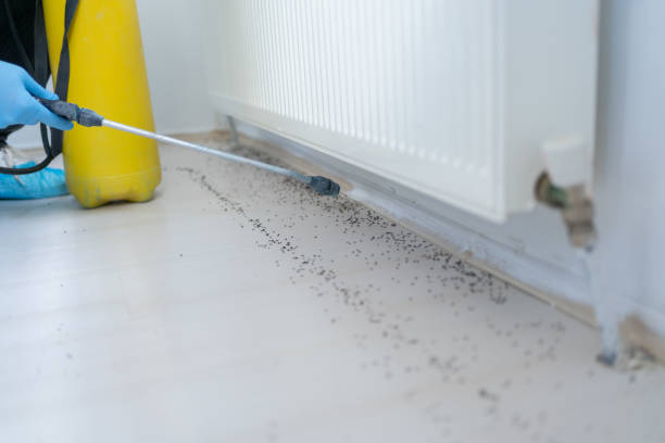 Best Ant Control Services  in Rossville, KS